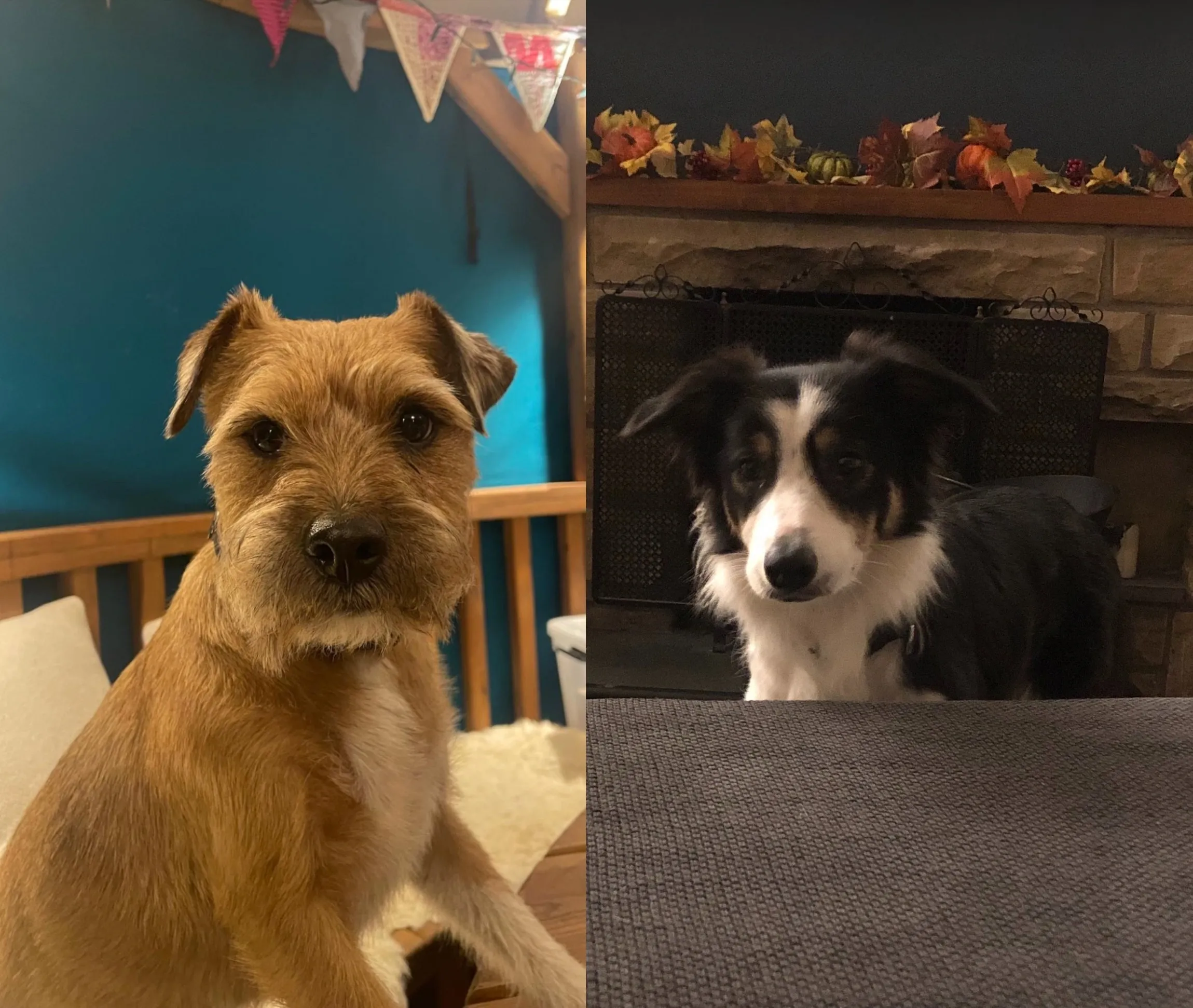 Scooby and Ban, Chief Barketing Officers